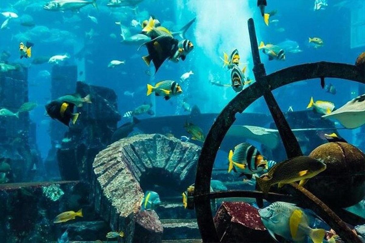 an aquarium filled with lots of fish