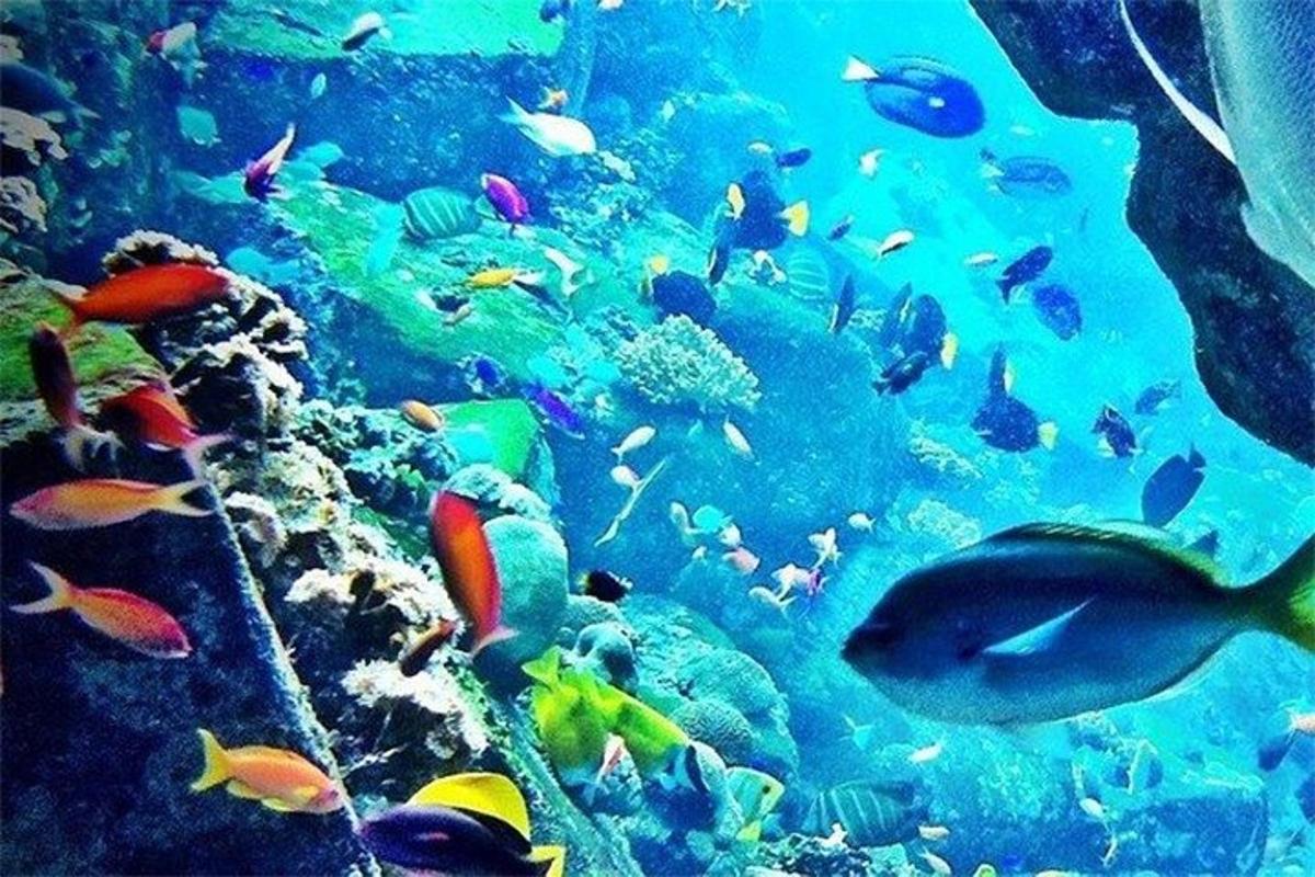 a large aquarium filled with lots of fish
