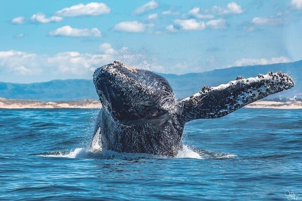 a dolphin in the water with its arm outstretched
