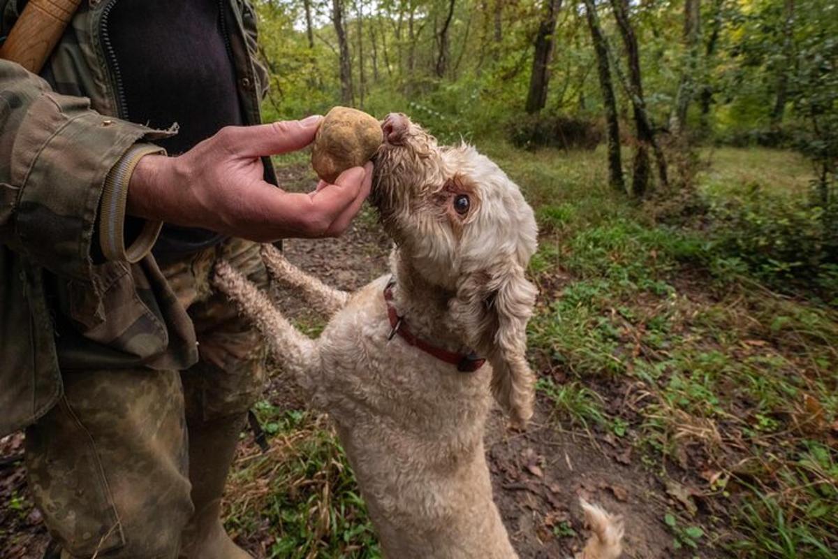 osoba karmiąca psa kulką jedzenia