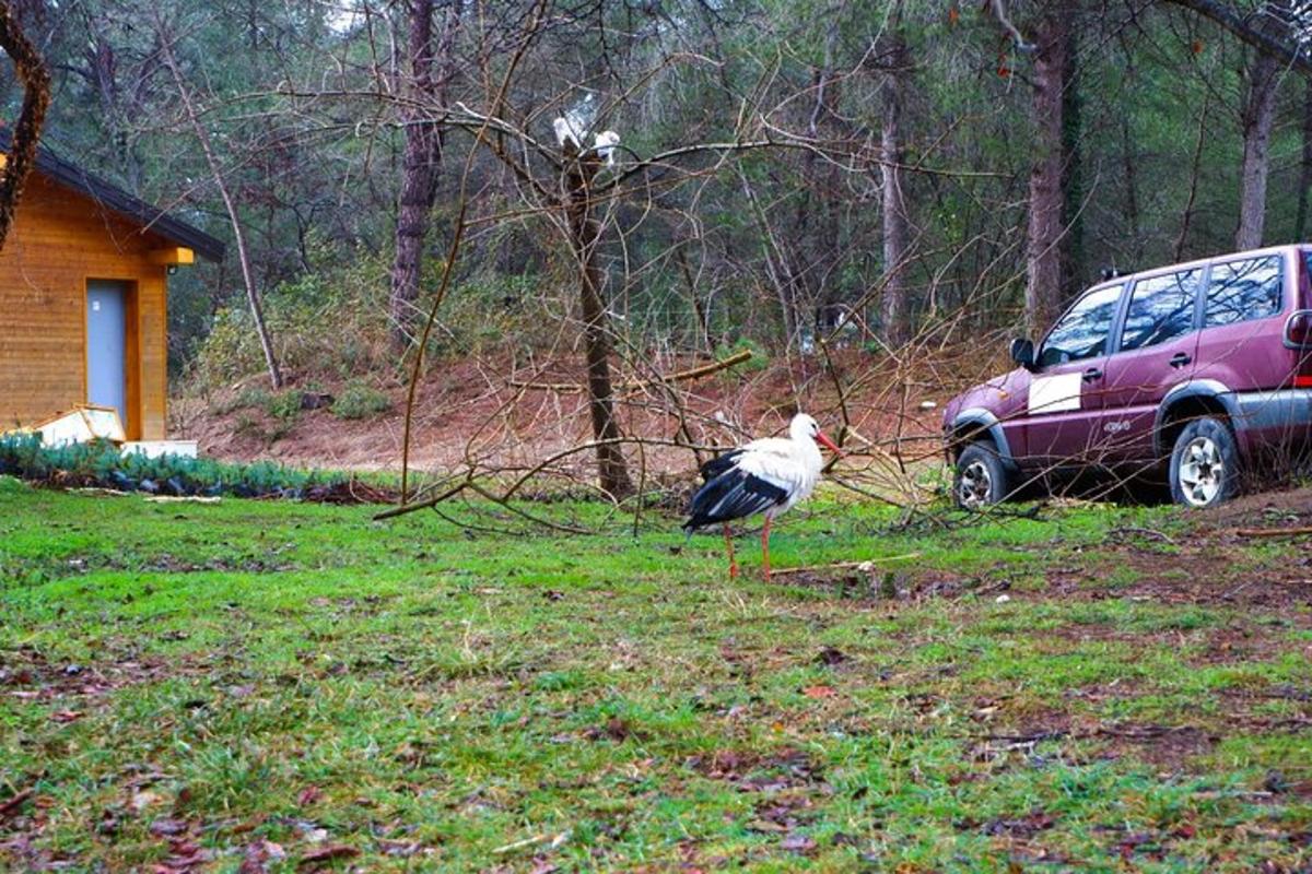 un uccello in piedi nell'erba accanto a un'auto