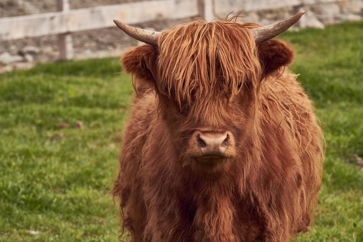 a brown cow standing in a field of grass
