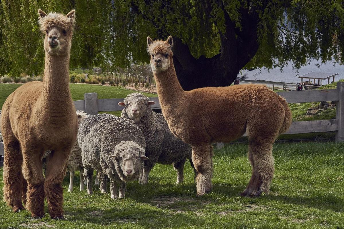 a group of llamas standing in a field