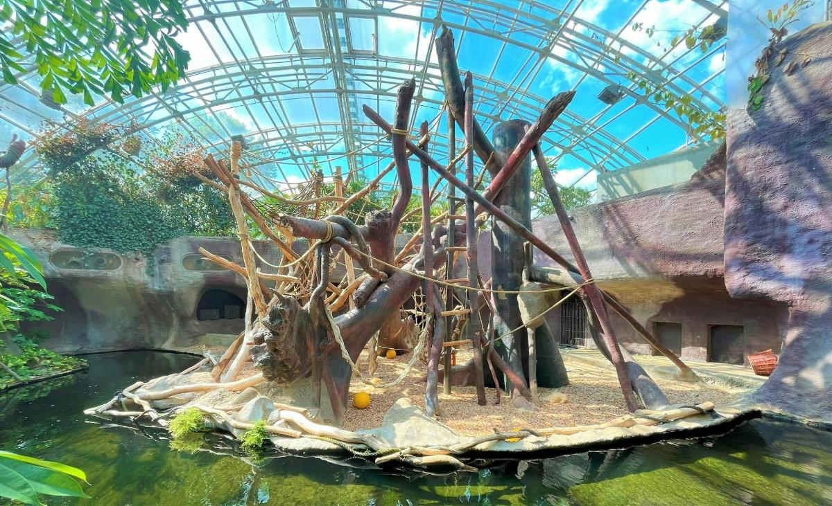 una mostra di alberi e rami nell'acqua