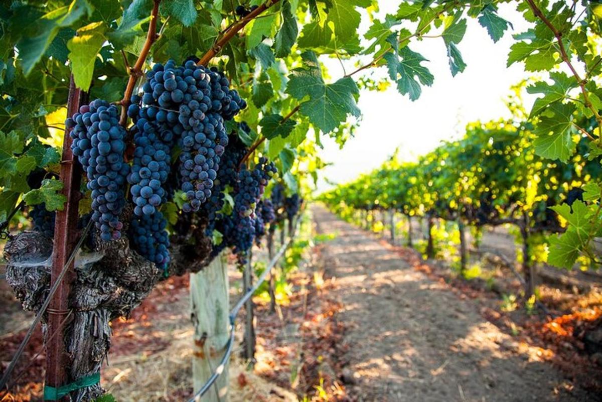 grozd, ki visi v vinogradu