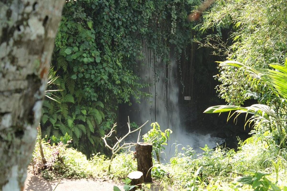 air terjun di tengah hutan dengan tanaman