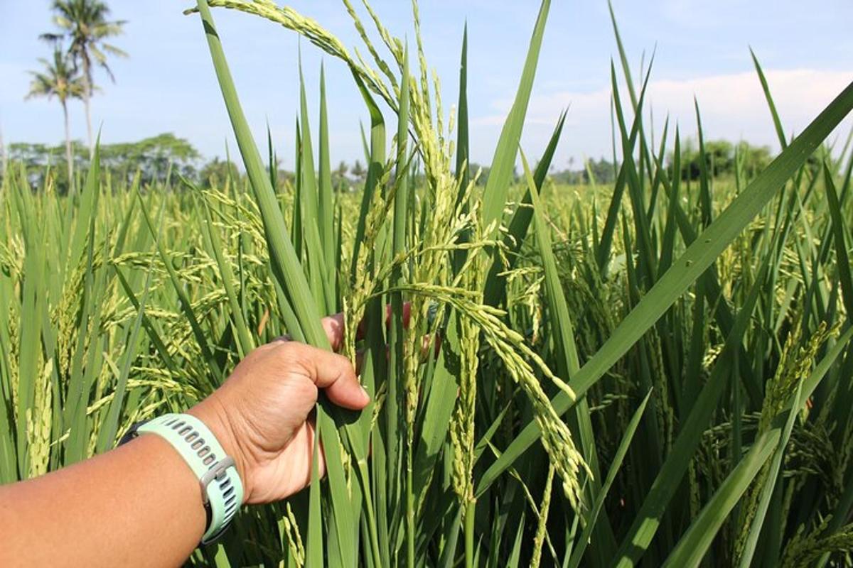 seseorang yang memegangi ladang rumput tinggi