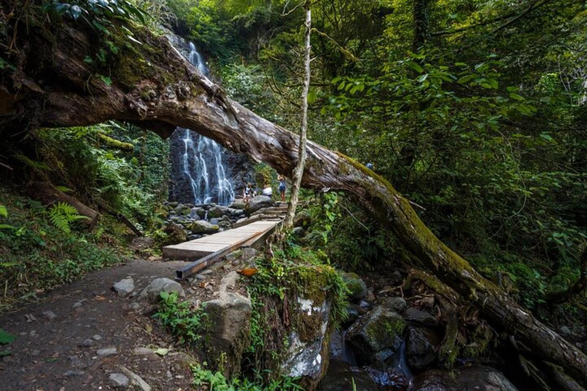 a path in a forest with a waterfall