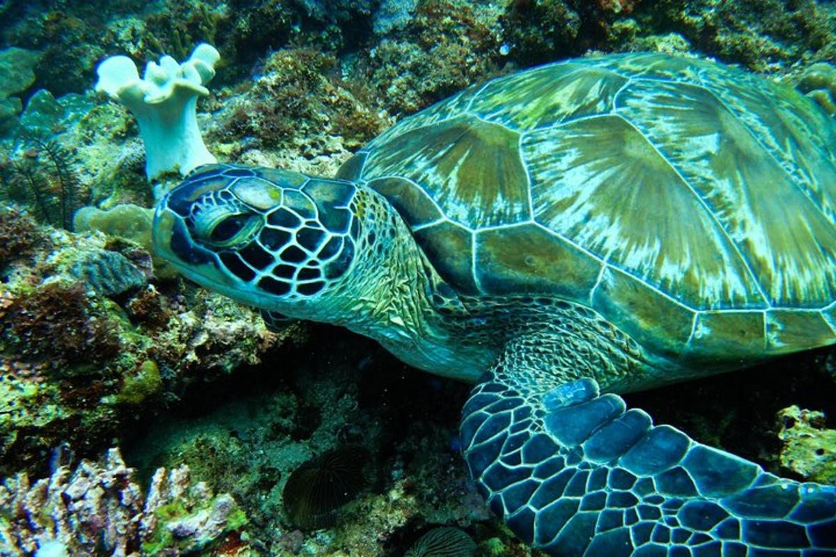 a green sea turtle swimming in the ocean