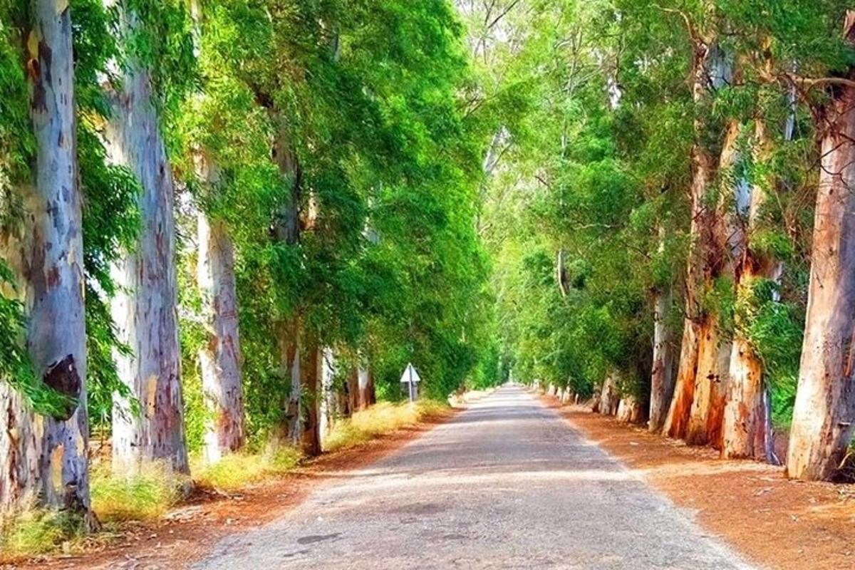 a painting of a road lined with trees