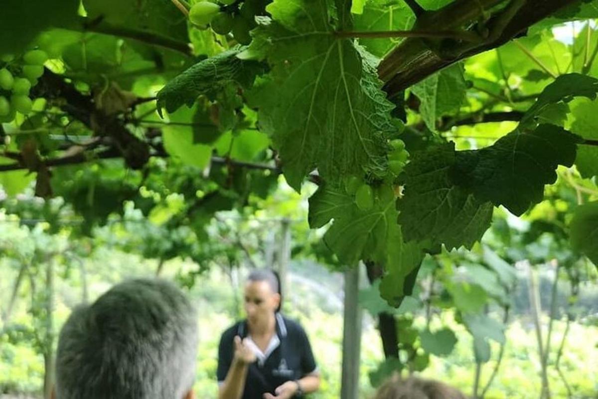 grupa ljudi sjedi ispod grozda zelenog grožđa