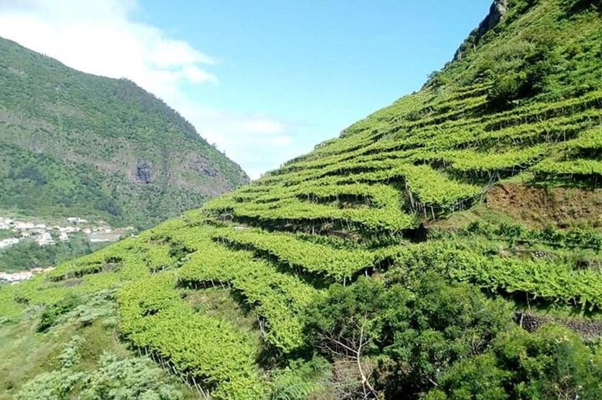 strma zelena padina prekrivena plantažama čaja
