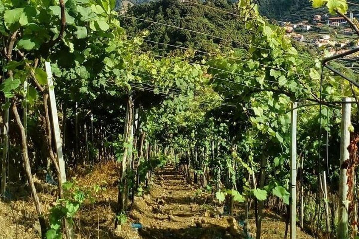 red vinove loze u polju