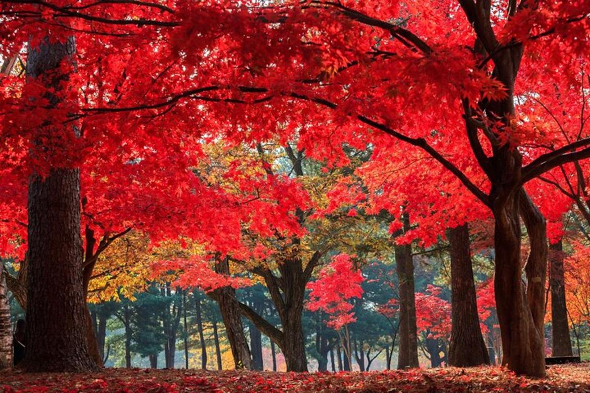 a group of trees with red leaves on them