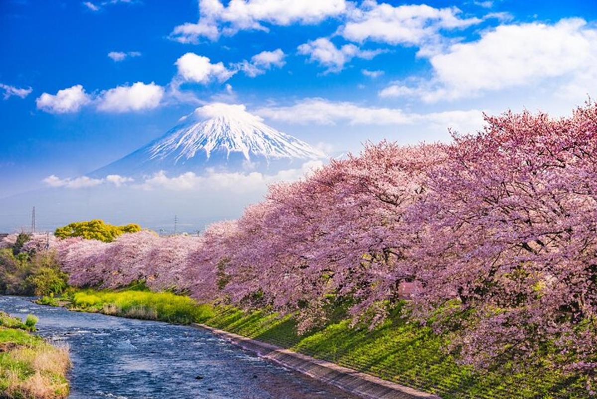 a mountain withakura trees in front of a river