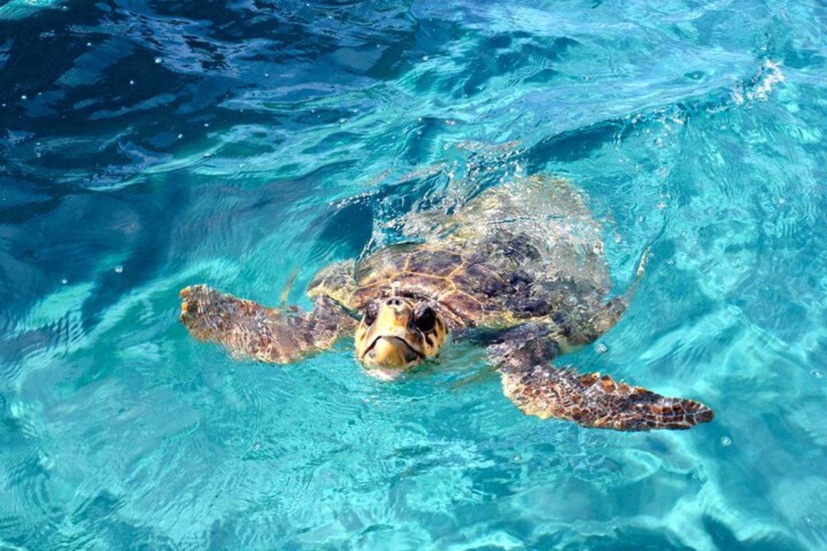 una tortuga verde nadando en el agua azul