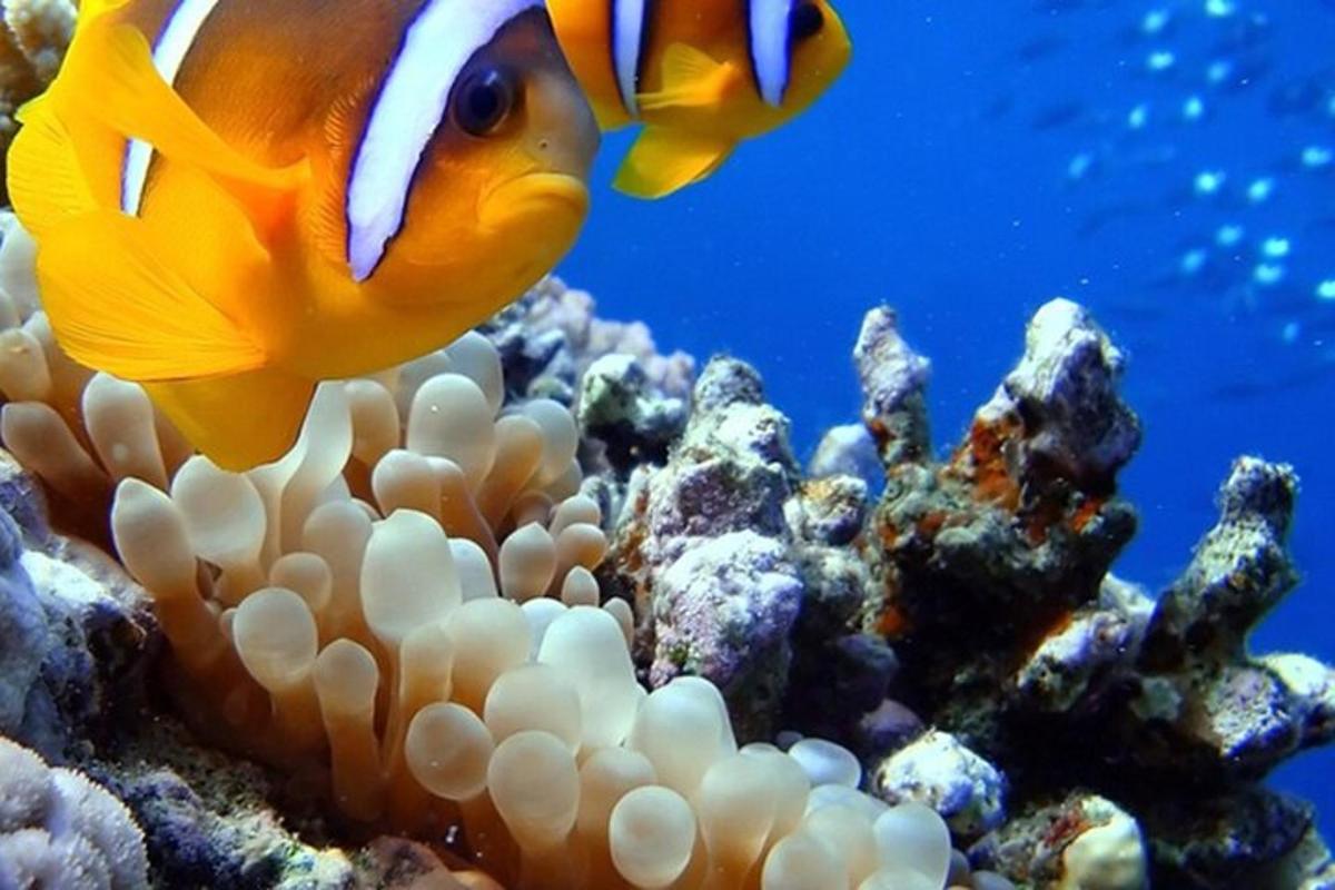 un pesce giallo che nuota sopra una barriera corallina