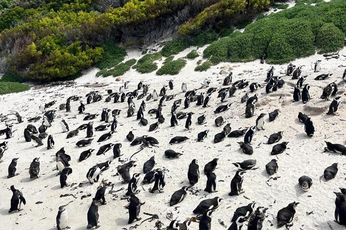 Un gran grupo de pingüinos de pie en una playa