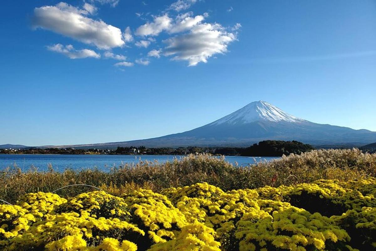Una montaña al fondo con flores amarillas.