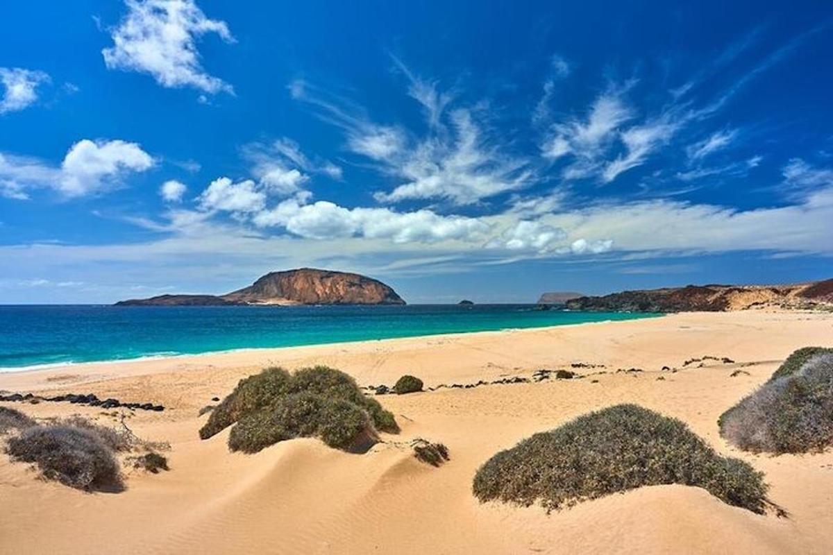 a sandy beach with a bunch of plants on it