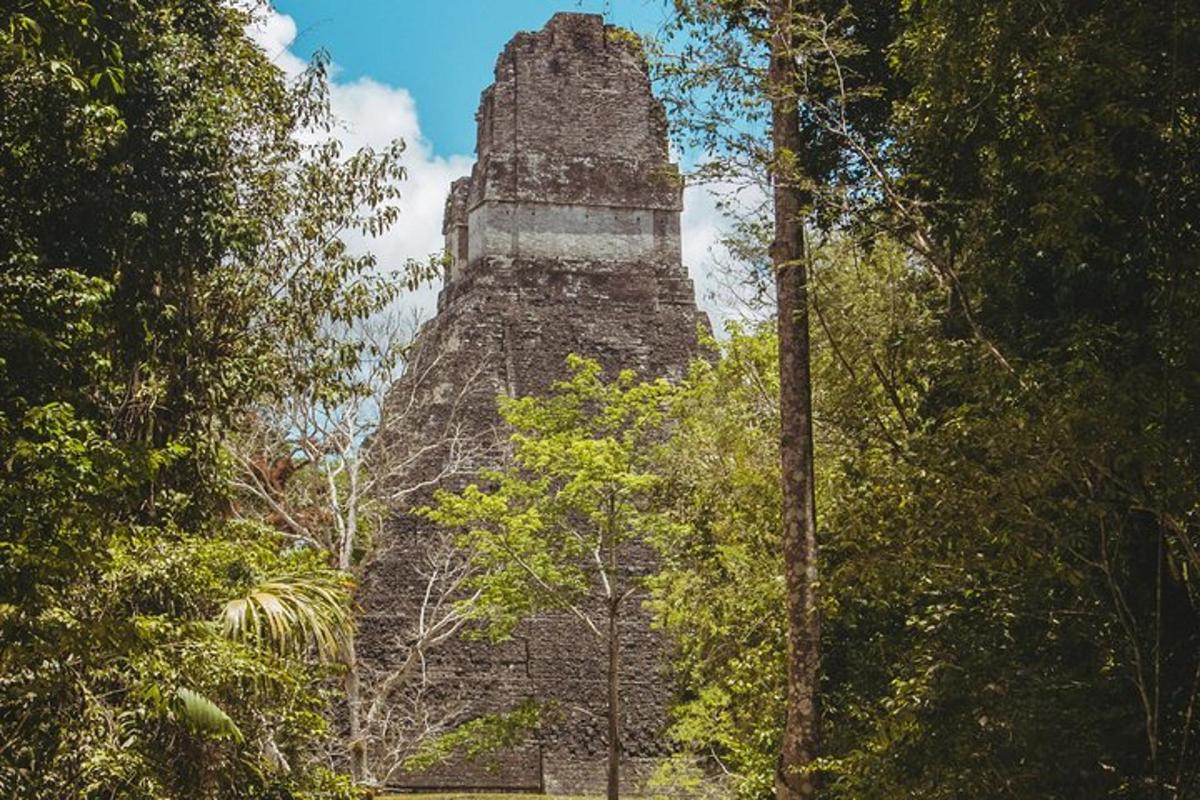a tall building in the middle of a forest of trees