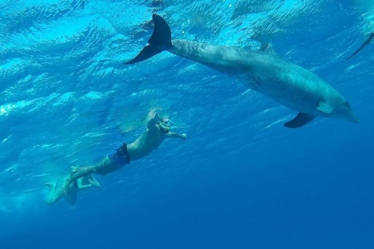 moški in delfin plavata v vodi