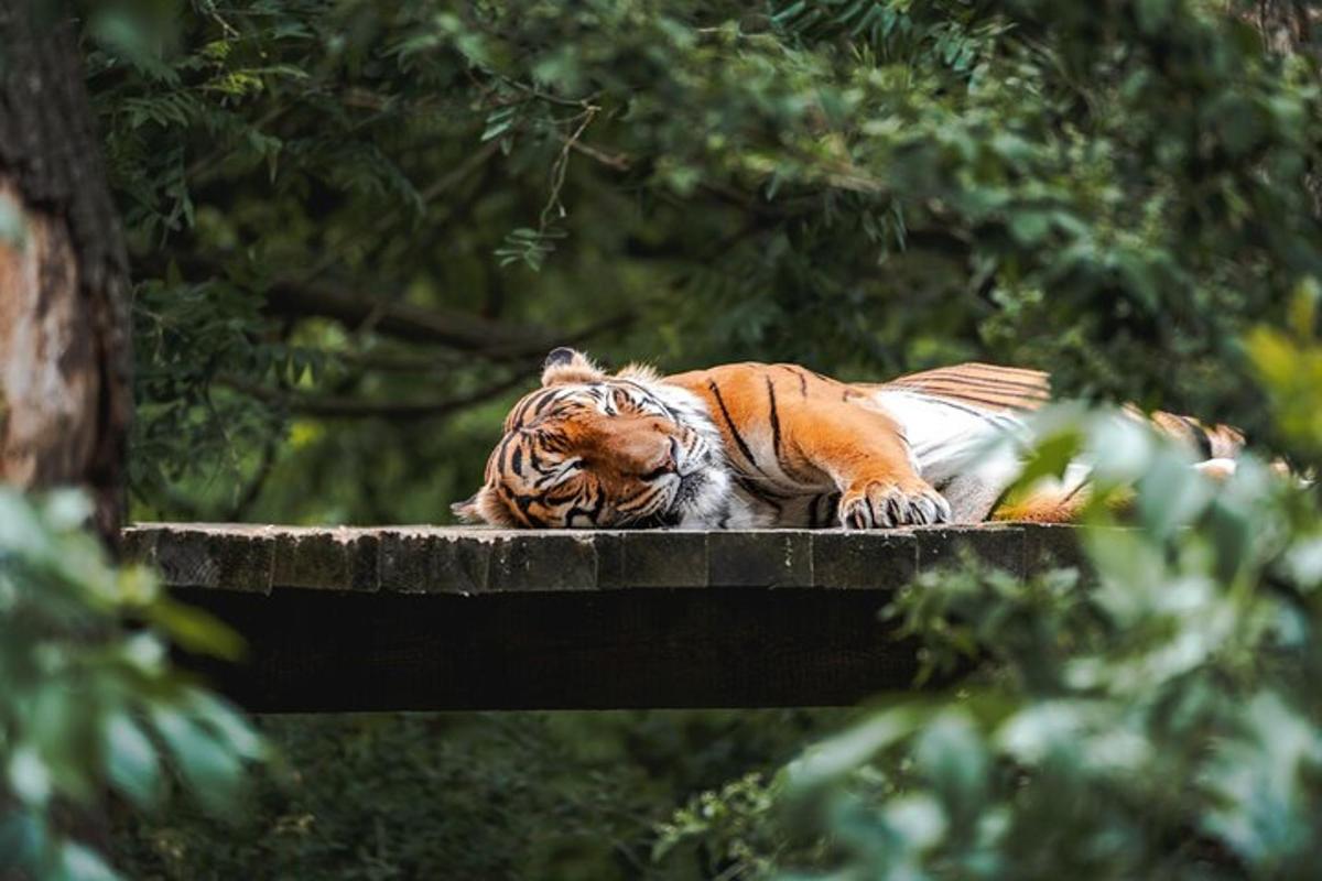 Un tigre tendido encima de una plataforma