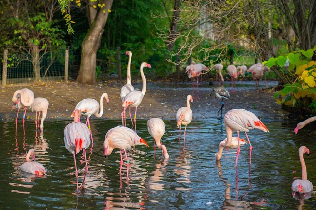 a flock of pink flamingos standing in the water