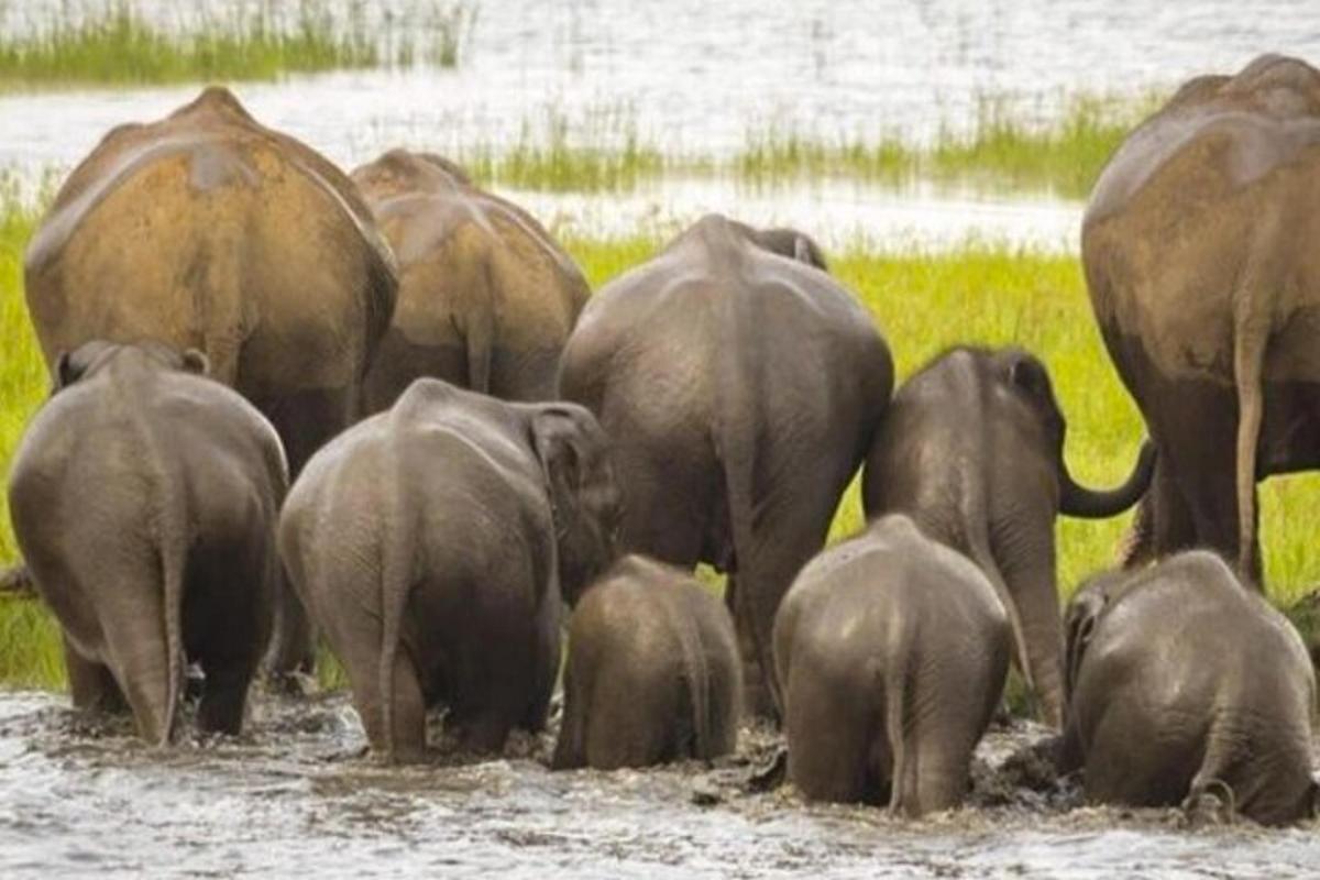 a herd of elephants walking in the water