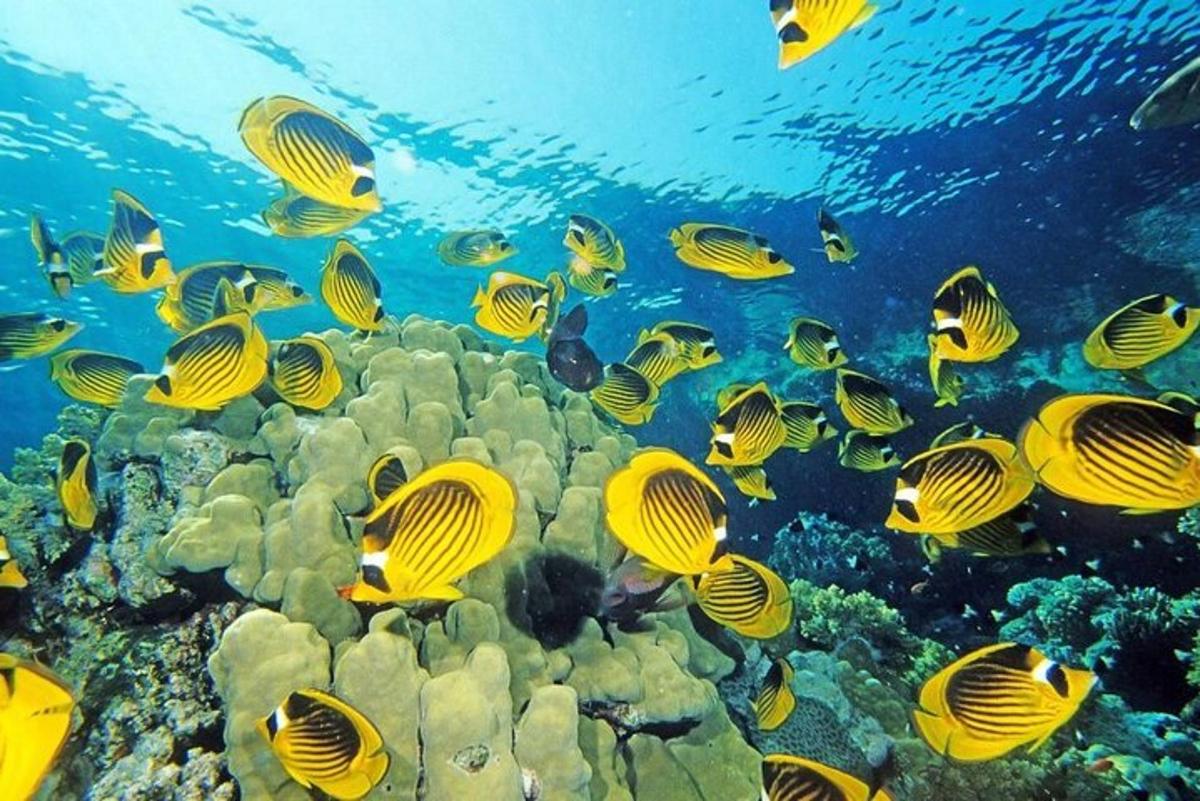 um grupo de peixes nadando no oceano