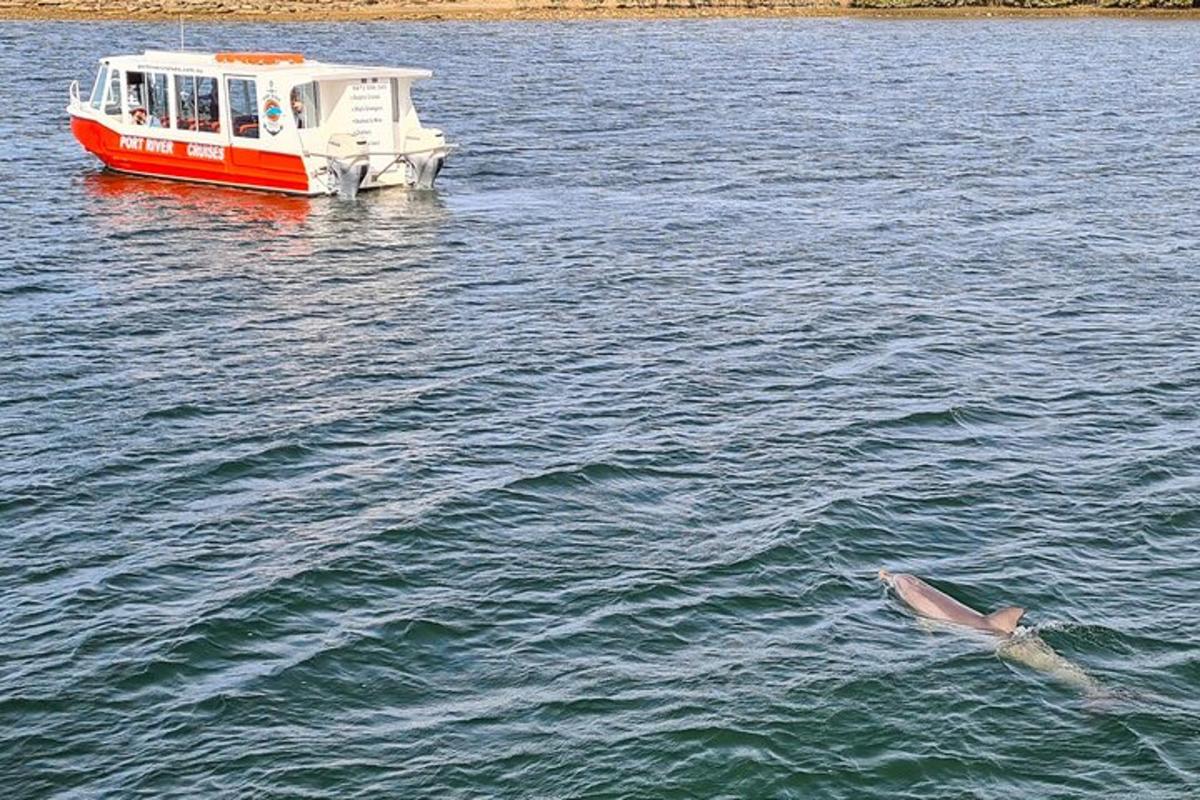 un dofí nedant a l'aigua al costat d'un vaixell