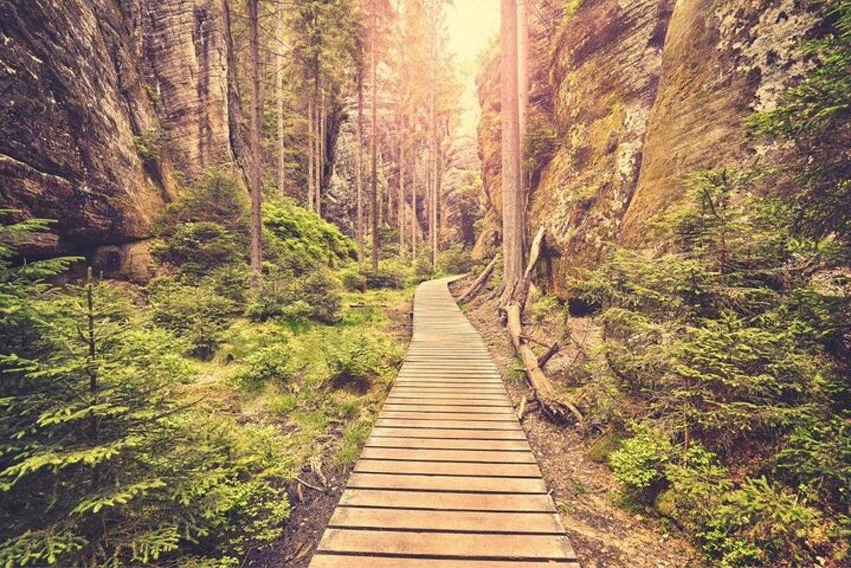 jalan kayu di tengah-tengah hutan