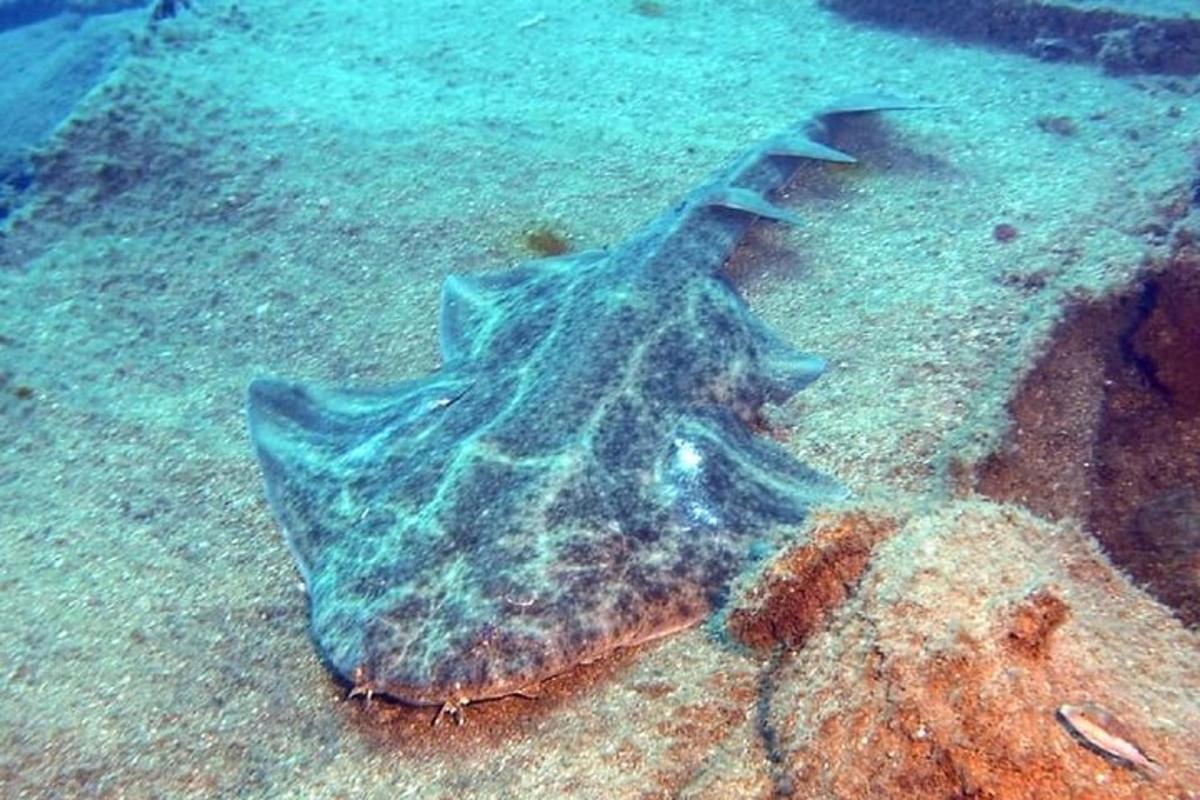 Una estrella de mar azul que yace en el fondo del océano
