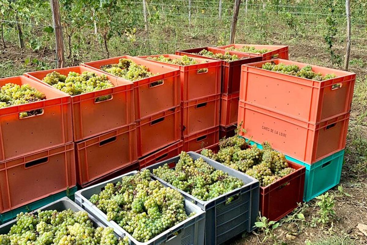 a bunch of bins full of green plants