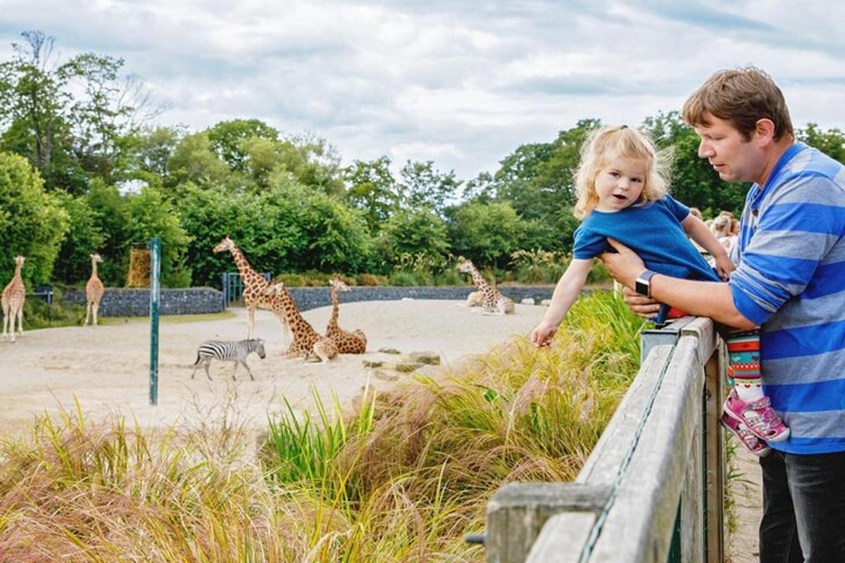 um homem e uma menina olhando para girafas e girafas