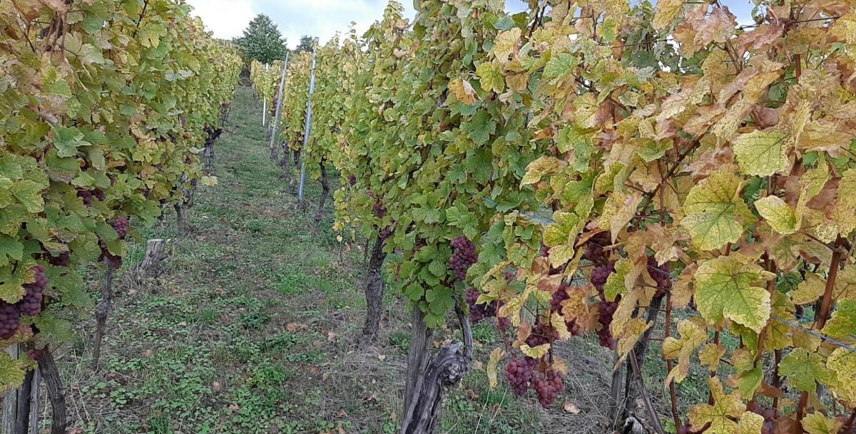 rad hroznových viničov vo vinohrade