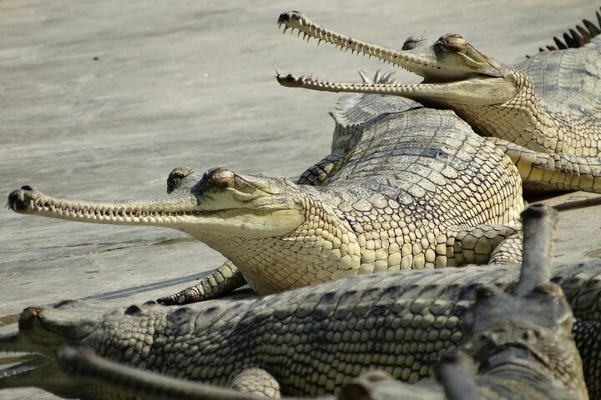 un gruppo di alligatori sdraiati sulla spiaggia