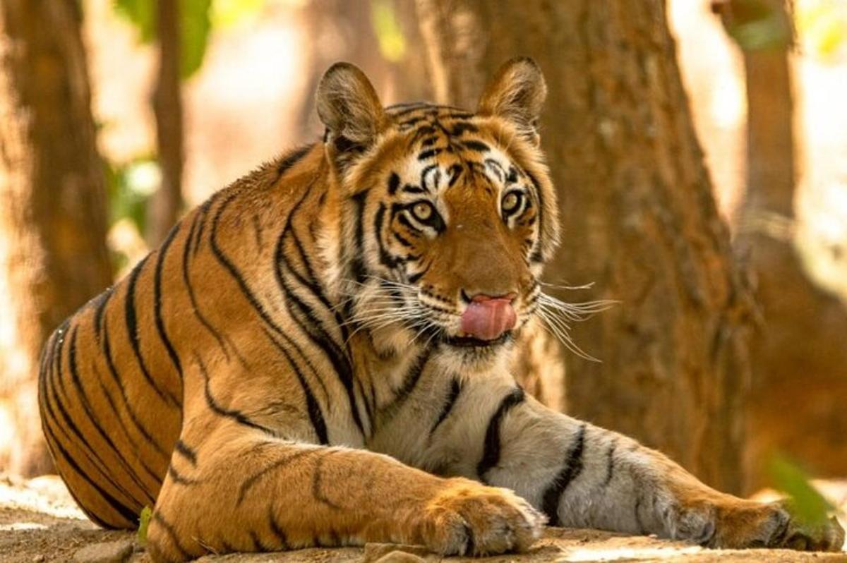 una tigre sdraiata su una roccia con la lingua fuori