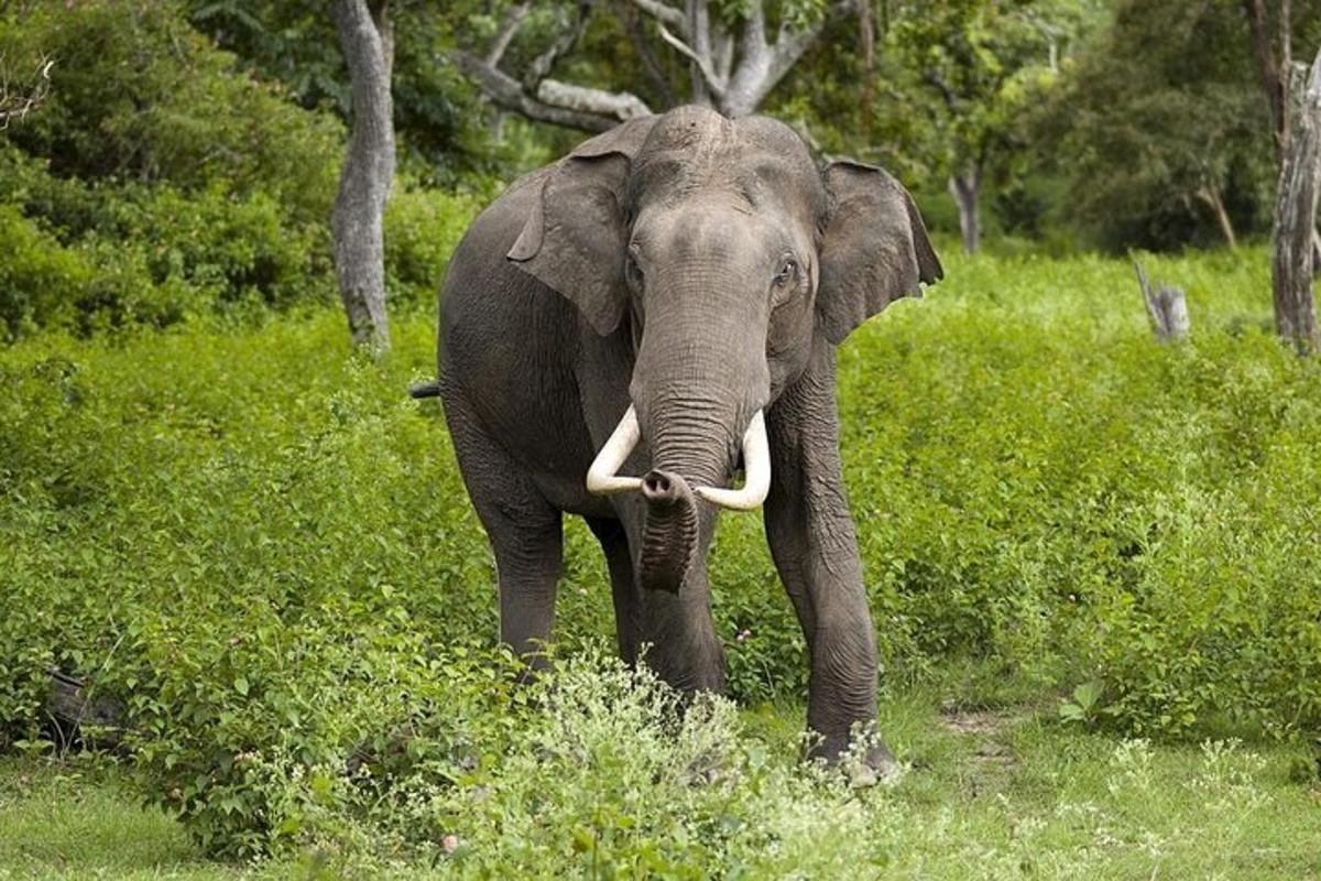 un elefante con le zanne che cammina in un campo