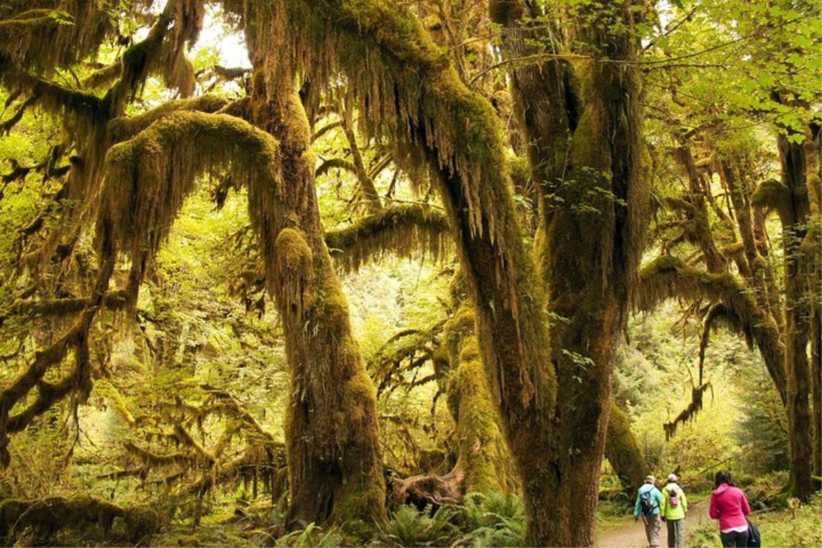 un gruppo di persone che cammina lungo un sentiero in una foresta