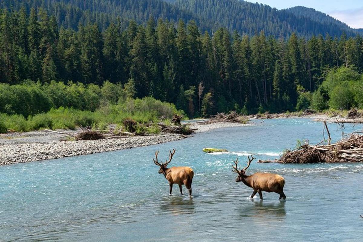 Dos alces parados en el agua de un río