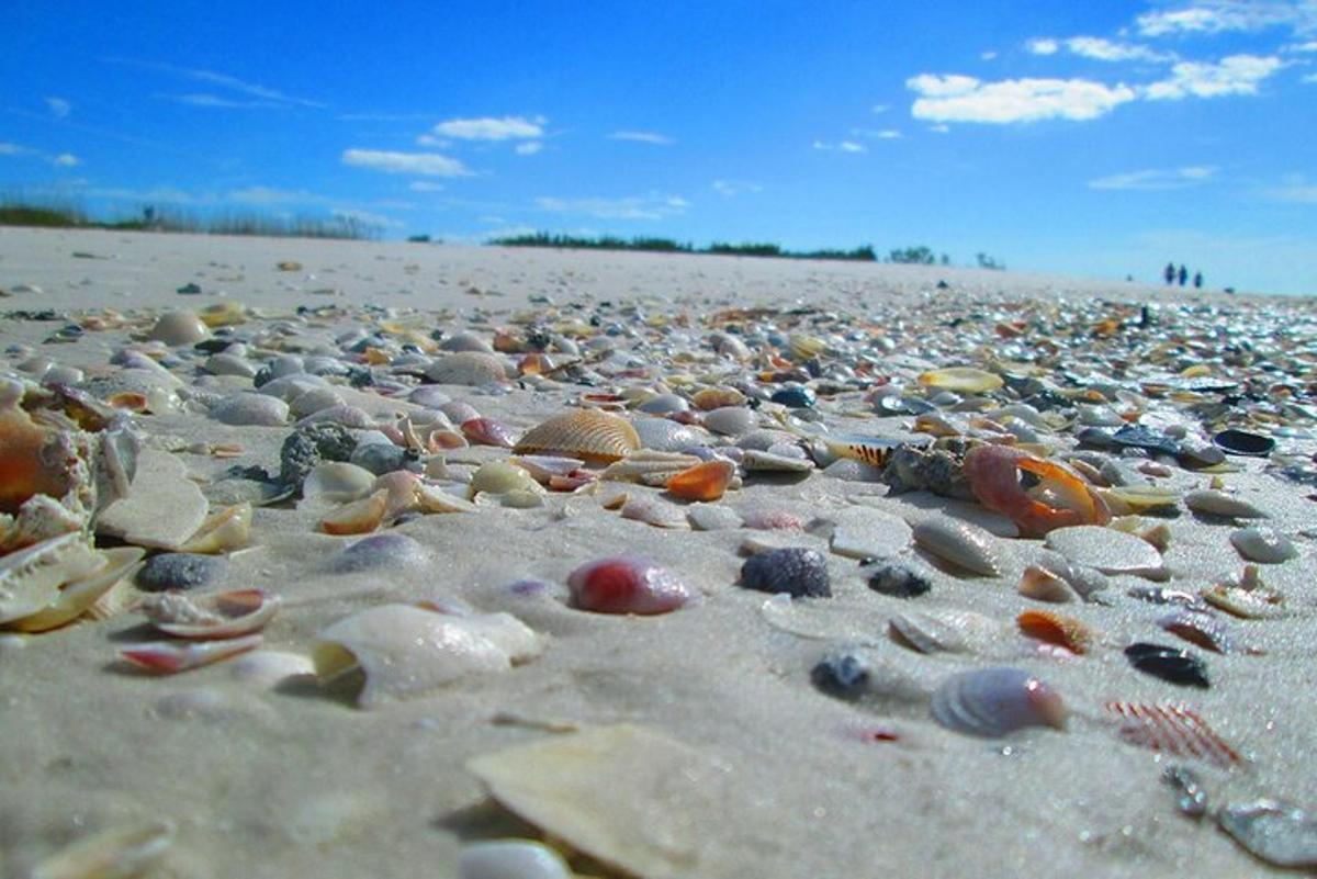 ein Strand voller Steine und Muscheln