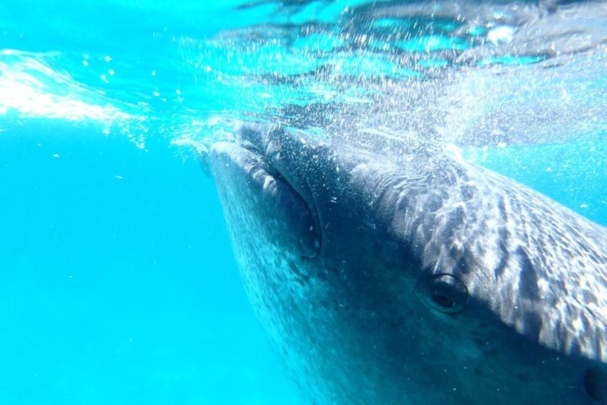 delfin pływający w błękitnej wodzie