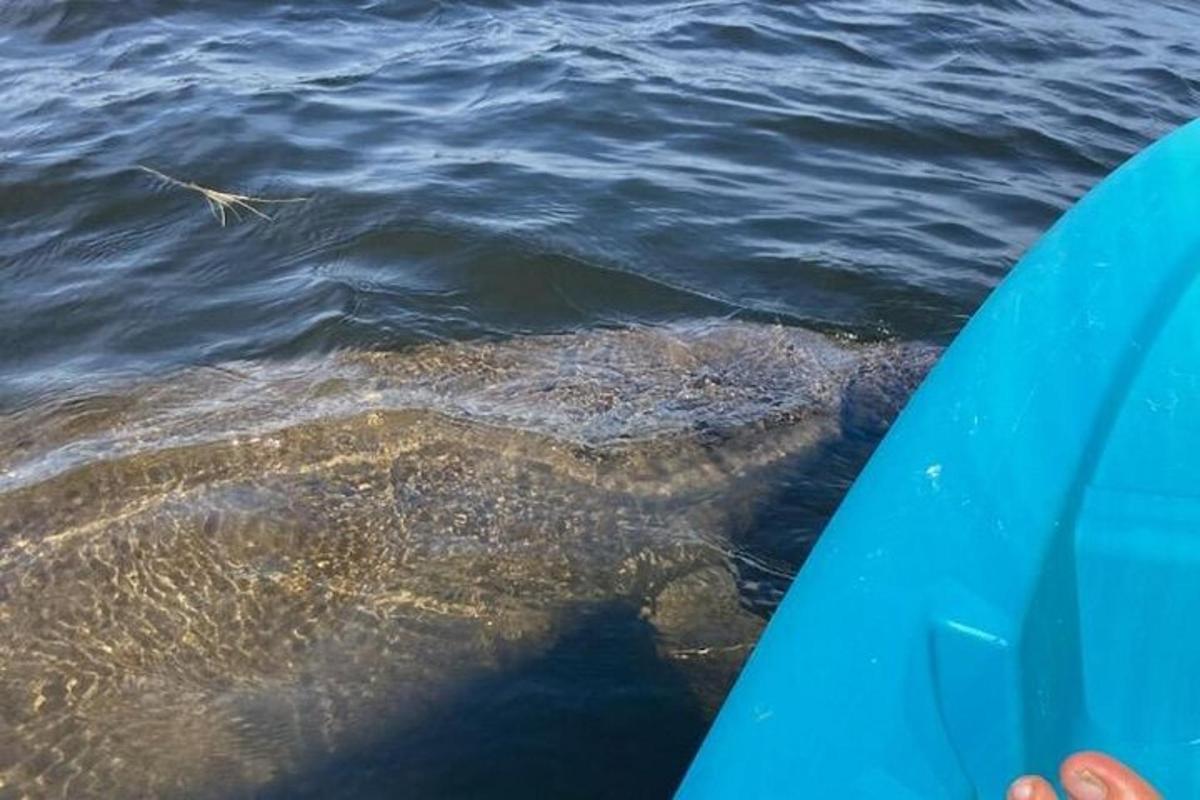 un coccodrillo è nell'acqua accanto a una tavola da surf