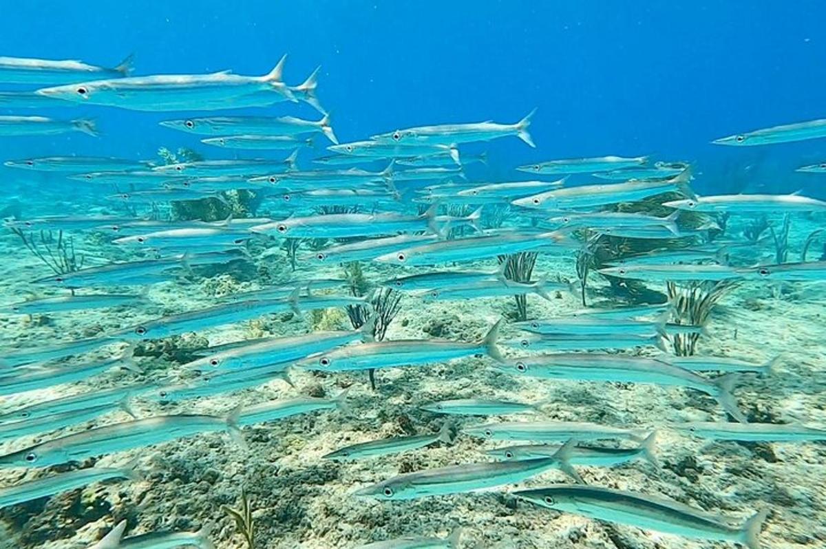 海を泳ぐ青い魚の群れ