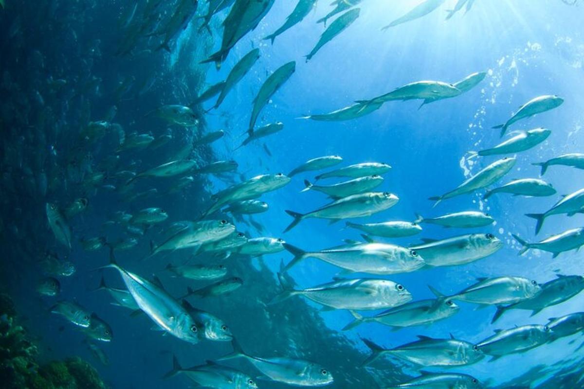 a school of fish swimming in the ocean