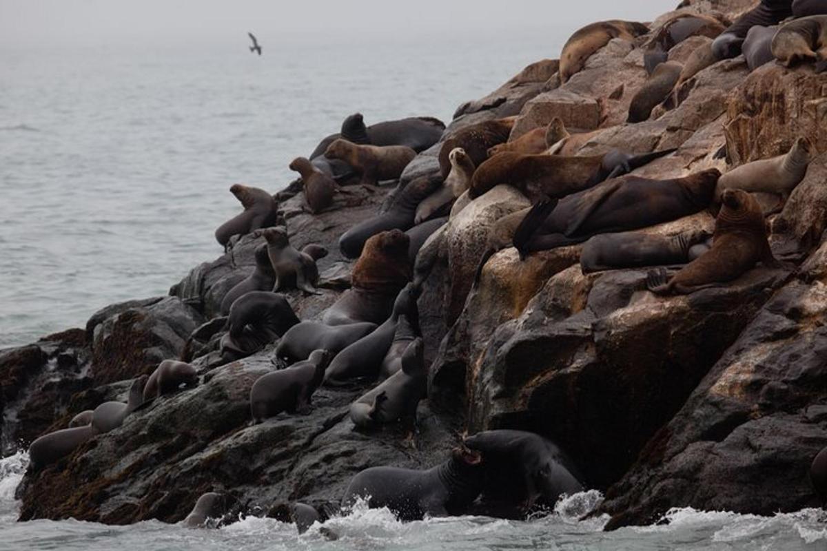 Un grupo de focas descansando en una playa rocosa