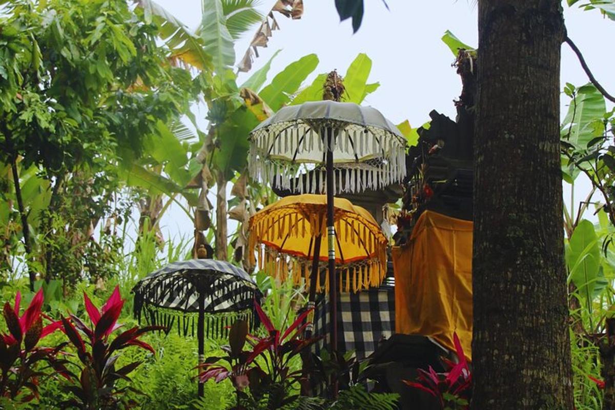 a group of umbrellas are hanging from a tree