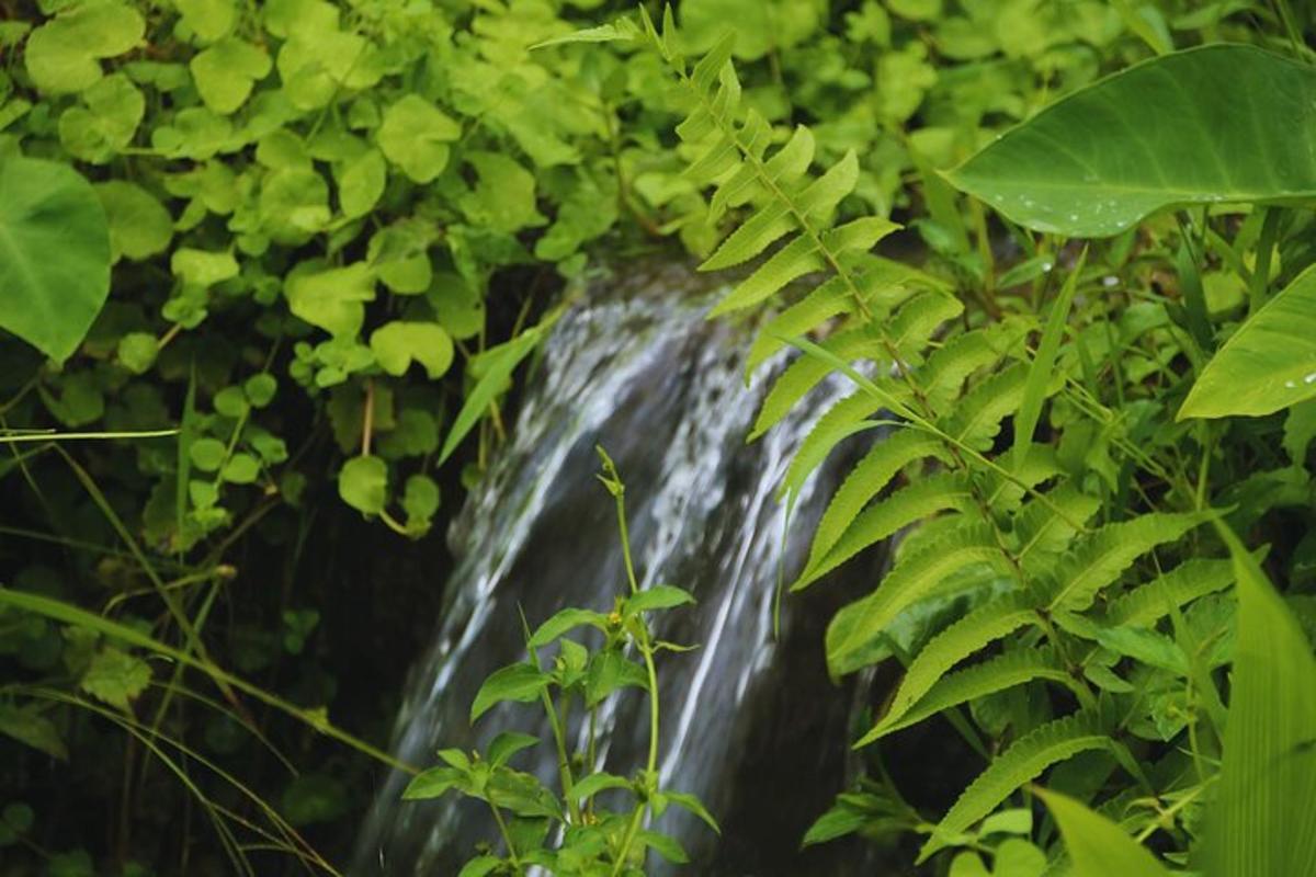 a waterfall in a forest with green leaves