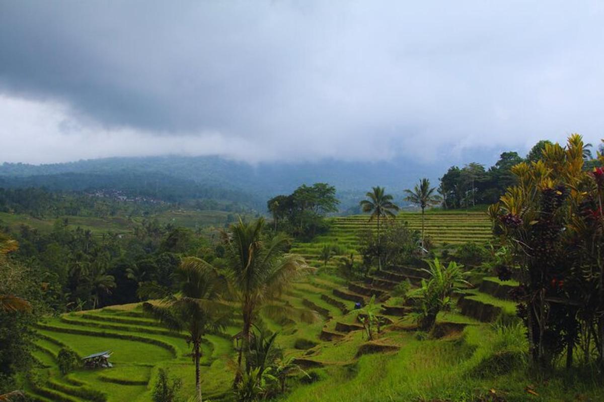 a lush green field with palm trees on a mountain